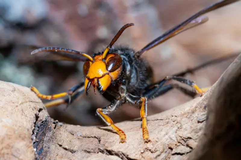 Asian Hornets Spotted in UK: Threat to Bees and What You Should Do