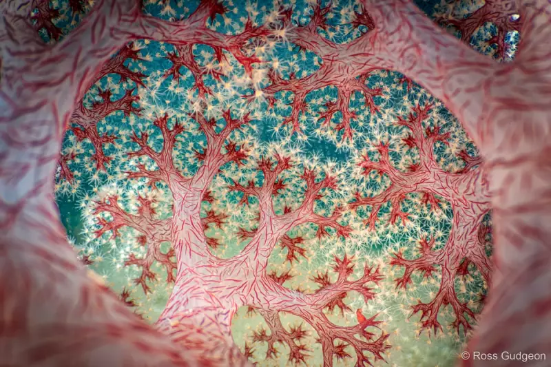 Awe-Inspiring Winners of Australian Geographic Nature Photographer of the Year 2025 Revealed