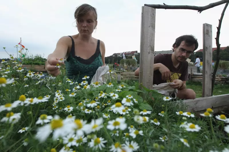 Beyond a Cuppa: The Surprising Science Behind Chamomile Tea's Sleep-Boosting Powers