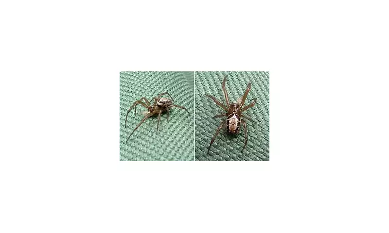 Britain's Most Dangerous Spider Invades Homes: Experts Issue Urgent Warning Over Painful Bites