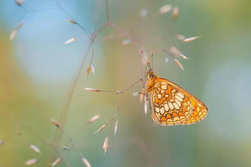 Butterfly Emergency: England's Winged Wonders Plummet by Over 40%, Defra Report Reveals