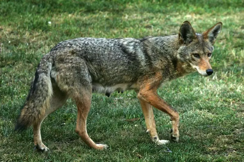 California Boy, 5, Miraculously Survives Coyote Attack in His Own Backyard