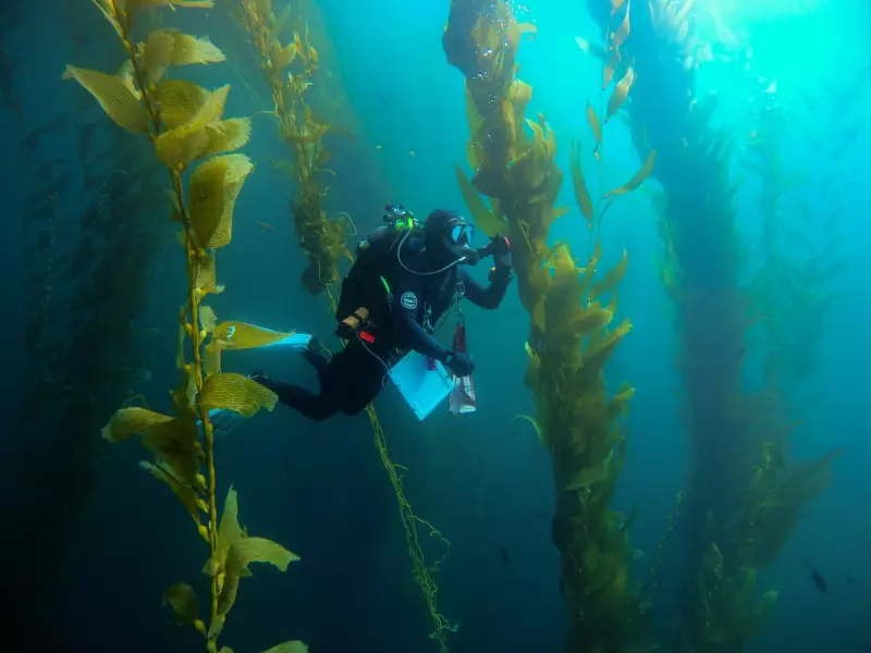 California's Kelp Forests Stage Remarkable Comeback: A Rare Environmental Victory
