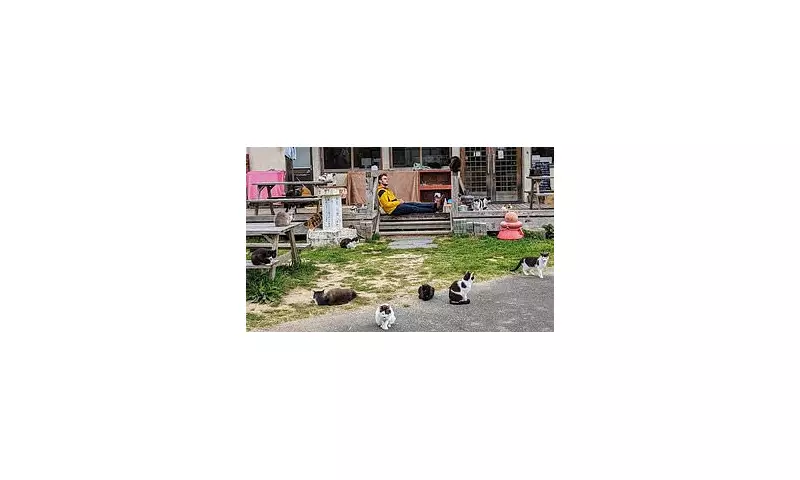 Can You Spot the Hidden Cat? This Brain-Teasing Illusion Is Driving the Internet Wild!