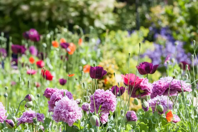 Chaos Gardening: The Wildly Popular 'No-Rules' TikTok Trend Rewriting the Rules of Gardening