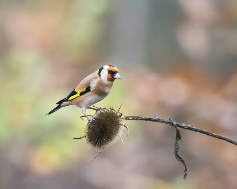 City Lights, Sleepless Nights: Urban Birds Forced into 200 Extra Waking Hours Annually by Light Pollution