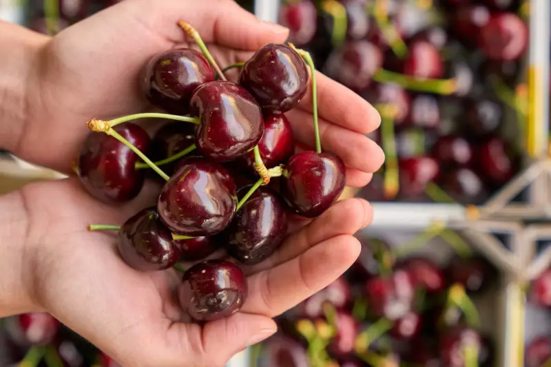 Could Tart Cherry Powder Hold the Key to Fighting Alzheimer's? UK Study Reveals Promising Breakthrough