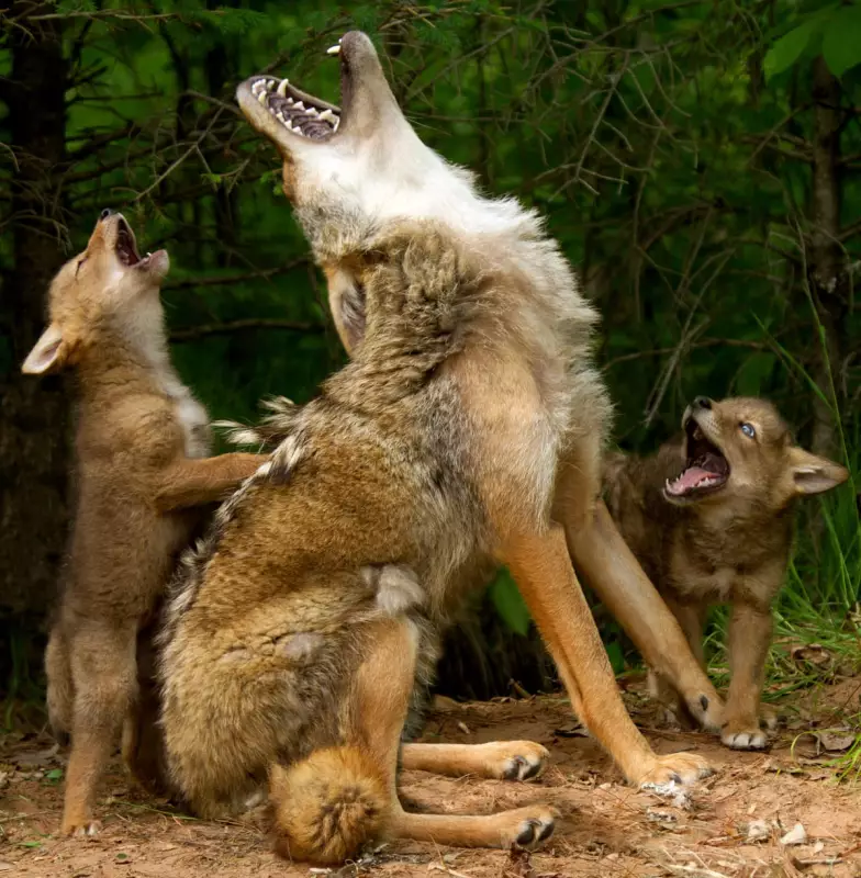 Coyotes Spotted in Central Park: Are Urban Wild Predators the New Normal in US Cities?