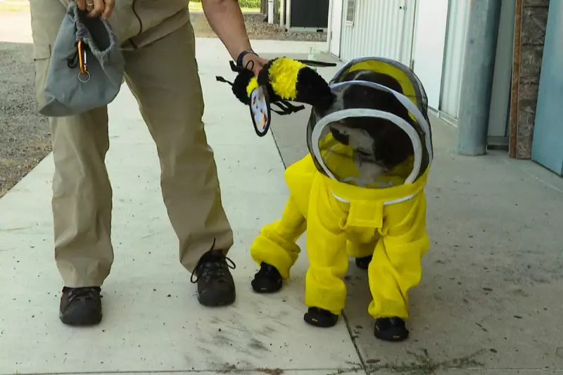 Deadly Bacteria from Michigan Dog Spreads to Honeybees: A New Threat to Pollinators?