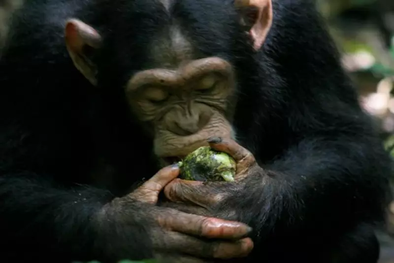 Did Our Love for Wine Begin with Our Ape Ancestors? New Study Uncovers Surprising Origins