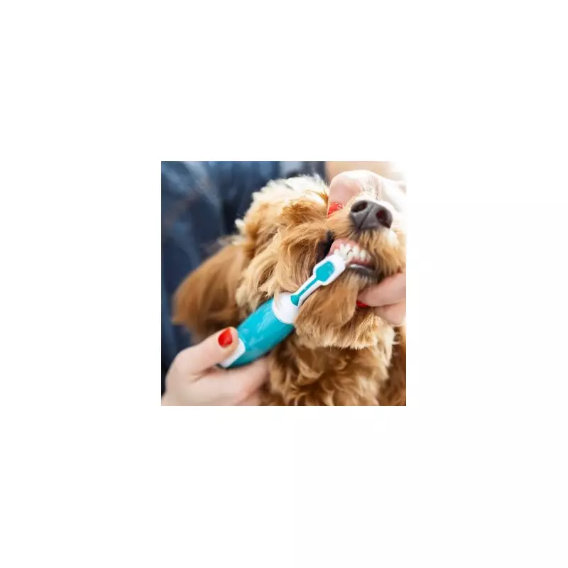 Dog Owners Alert: Urgent Warning to Check Pets for Deadly Disease This Summer