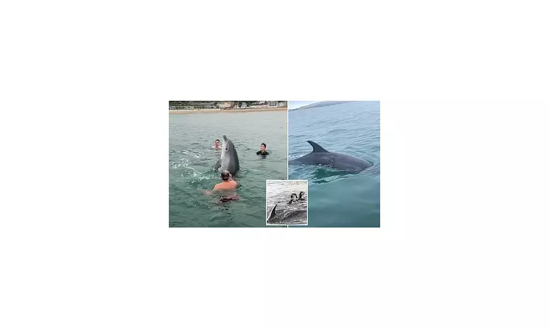 Dolphin Dating Secrets: How Male Dolphins Use 'Wingmen' to Woo Females, Groundbreaking Study Reveals