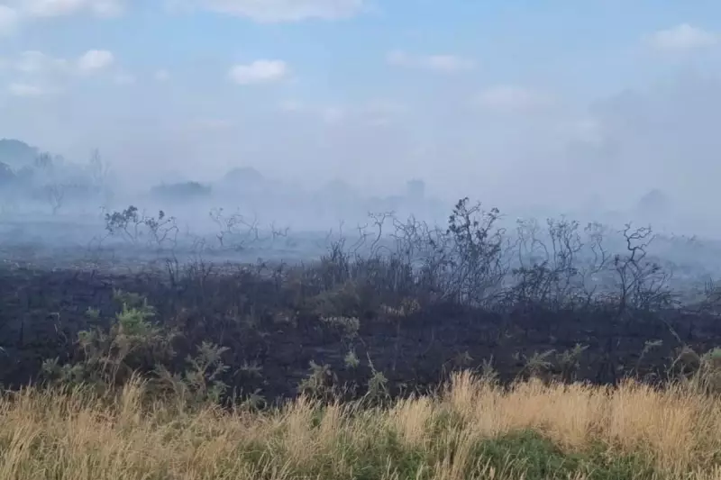 Dorset Wildfire Rages Near Wimborne as Heatwave Sparks Blaze