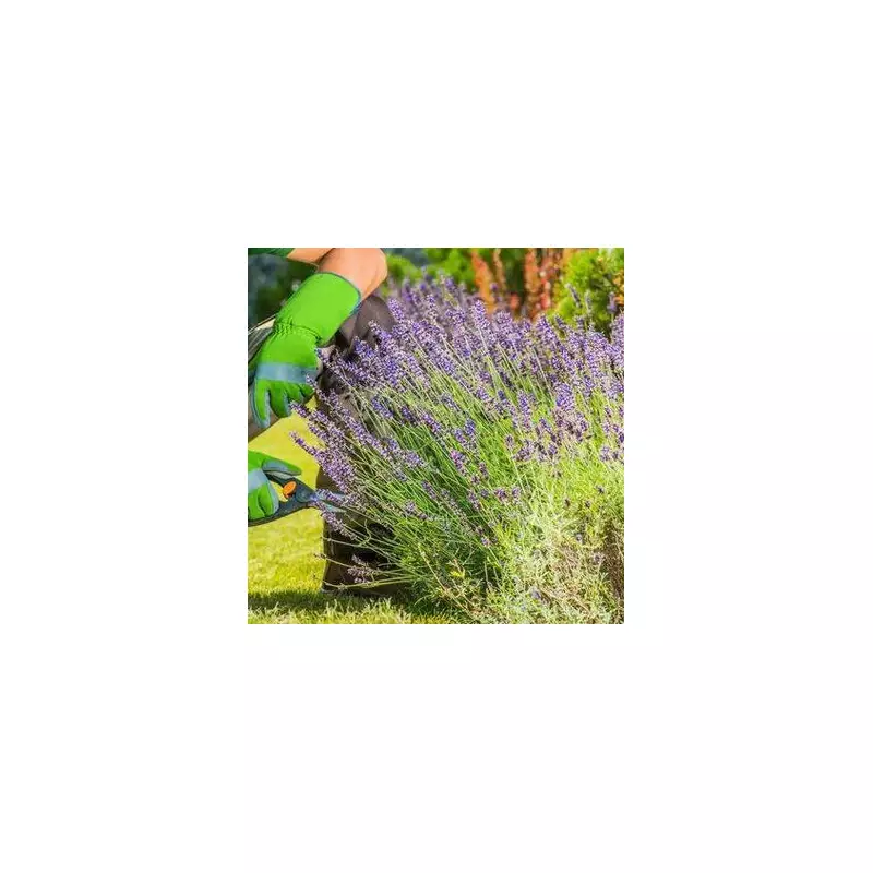 Expert Gardener Reveals the Secret to Perfect Lavender Blooms – Don’t Miss This Essential Tip!