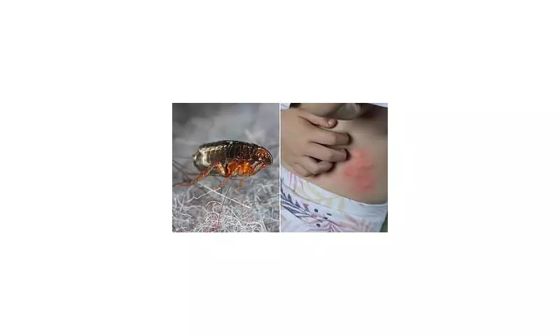Flea Infestation Crisis: UK Homes Under Siege as Warm Weather Sparks Parasite Plague