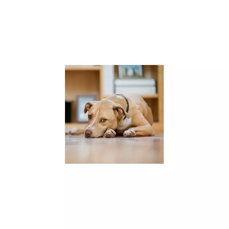 From Abandoned to Adored: How One Dog Changed My Life Forever