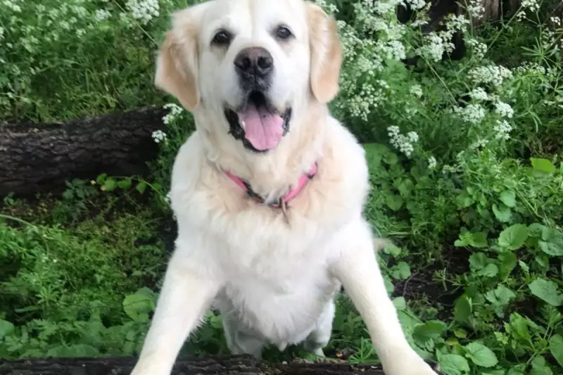 From Vet to Vet: How a Canine Diabetes Drug Became a Human Weight Loss Sensation | UK Health Insight