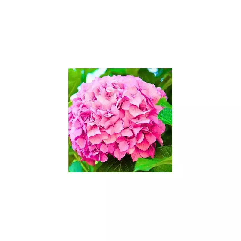 Gardening Hack: The One Simple Trick to Make Your Hydrangeas Fluffier and Perkier