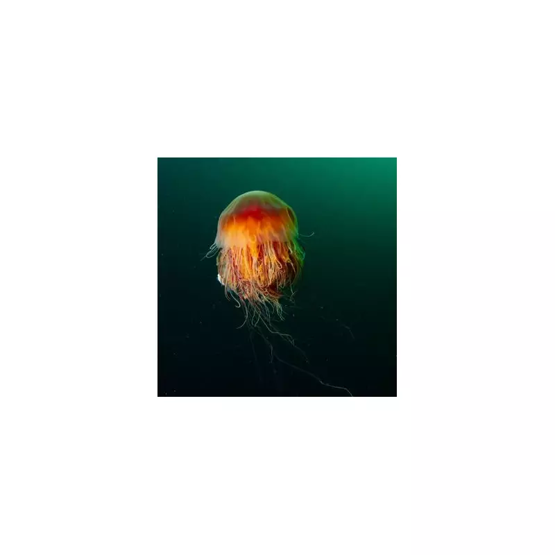 Giant Barrel Jellyfish Invasion: Record-Breaking Marine Giants Spotted Off UK Coast