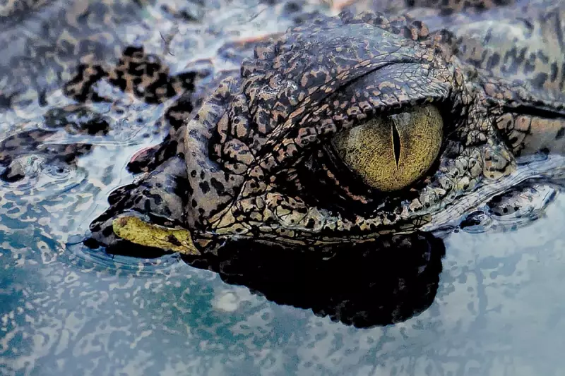 Giant Prehistoric 'River Boss' Crocodile Species Discovered in UK, Rewriting Dinosaur Era