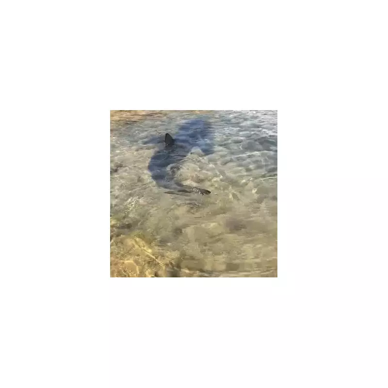 Giant Shark Spotted Near Shore Sparks Panic Among Tourists in Spain