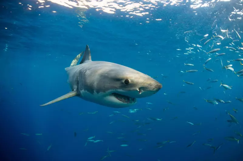 Great White Sharks Spotted Off Maine Coast in Unprecedented Northern Sighting