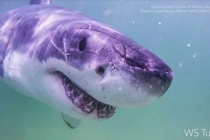 Great White Sharks Spotted Off Maine Coast in Unprecedented Numbers