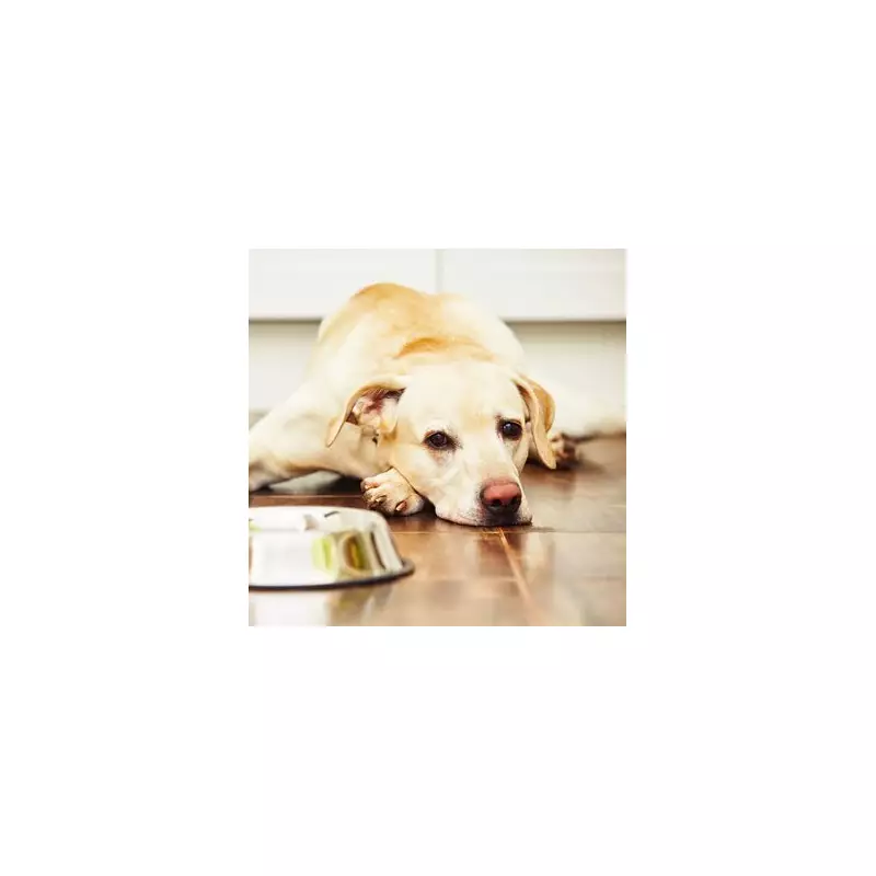 Heartwarming Bond: How a Devoted Labrador Helps Owner Cope With Dementia in Touching Daily Routine