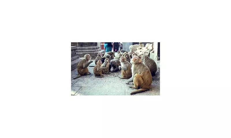 Horrific Monkey Attack in India: 20-Strong Primate Swarm Kills Man Screaming for Help