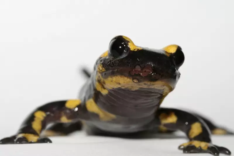 HS2 Construction Threatens Protected Species: Newts and Bats at Risk
