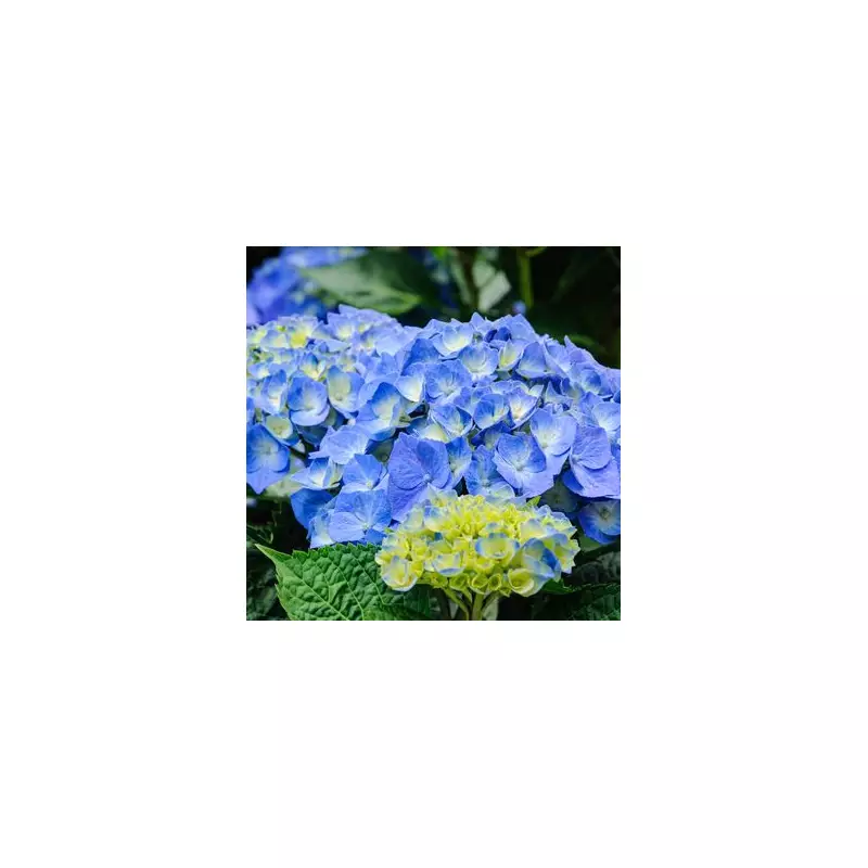 Hydrangea Hack: The Kitchen Scrap That Makes Your Blooms Thrive