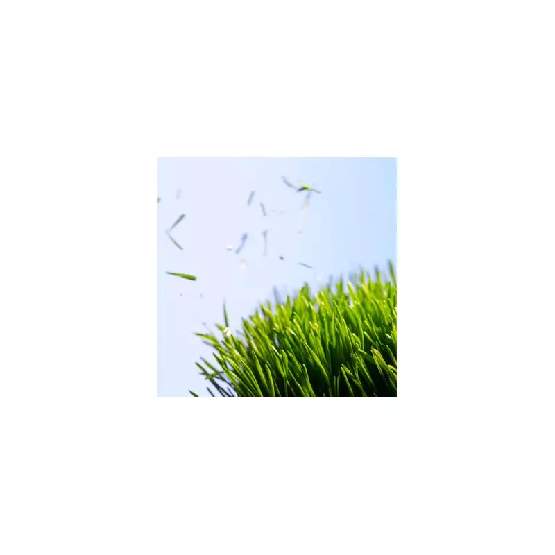 Is It Legal to Cut Your Grass in the UK? Rules Every Homeowner Should Know