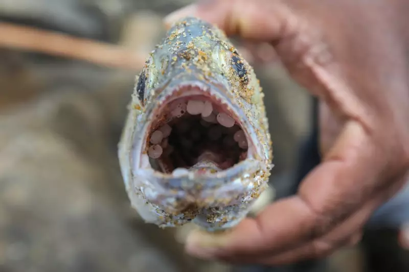 Kerala's Coastline Choked by Nurdles: The Hidden Plastic Crisis Threatening India's Fishing Communities