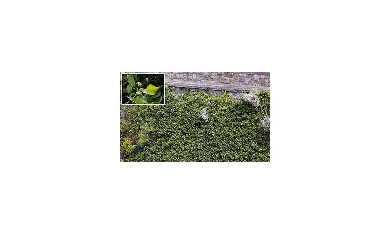 Knotweed Nightmare: Invasive Plant Plunges Seaside Property Prices into Crisis
