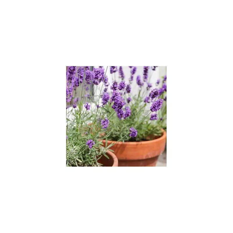 Lavender Care Secrets: One Simple Trick for a Thriving Summer Bloom