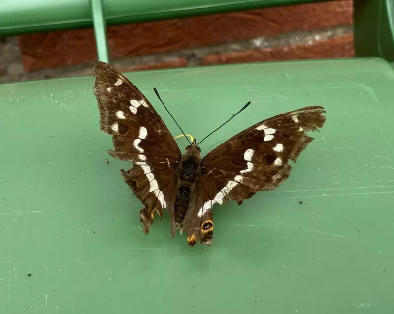 Majestic Monarch Butterfly Spotted on a Bungalow Bin Lid – A Rare Urban Sighting