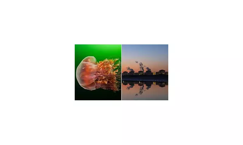 Massive Jellyfish Swarm Forces Shutdown of French Nuclear Power Plant