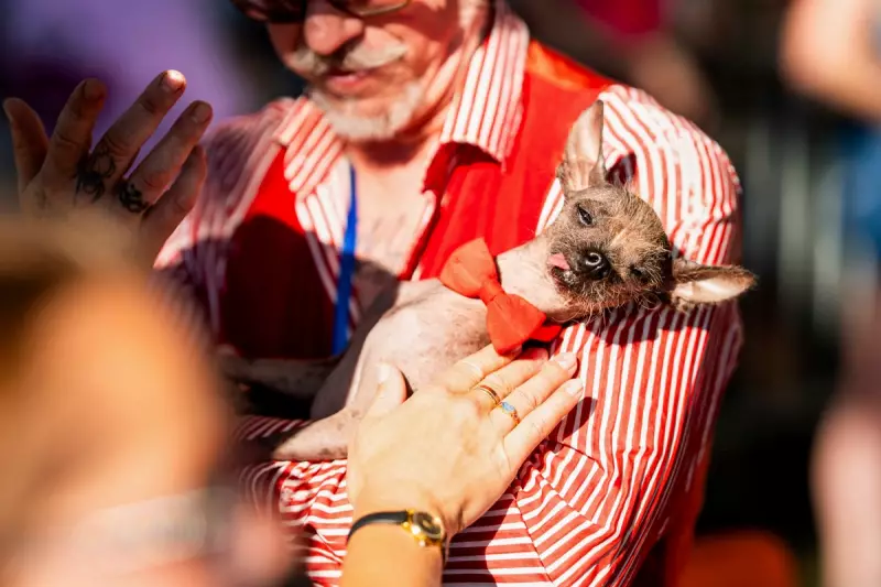 Meet the Quirky Canines: World's Ugliest Dog Contest Crowns a Winner in California