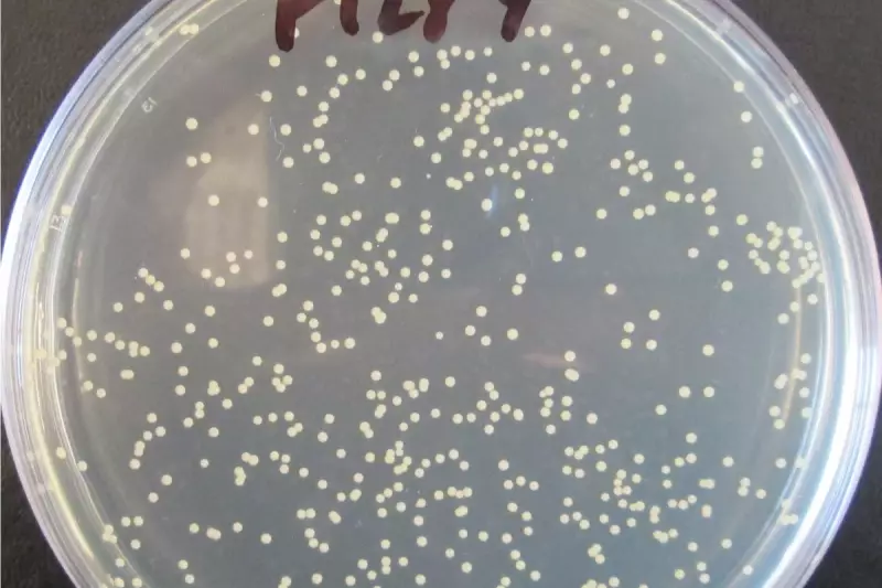 MRSA Bug: Symptoms, Risks, and How to Protect Yourself
