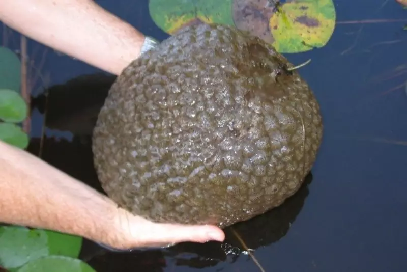 Mutant Blobs: Scientists Discover Magnificent Bryozoan Colony in Lake Huron's Depths