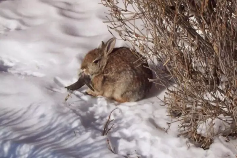 Mystery in Colorado: Bizarre 'Rabbit with Black Horns' Sparks Wildlife Investigation