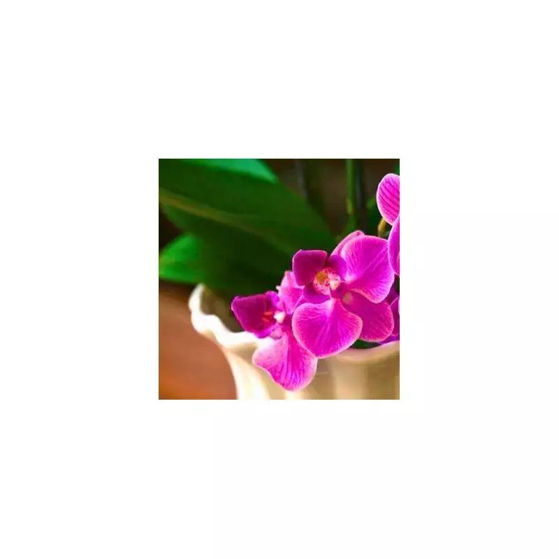 Peace Lilies & Orchids: Expert Tips for Bigger, Healthier Blooms