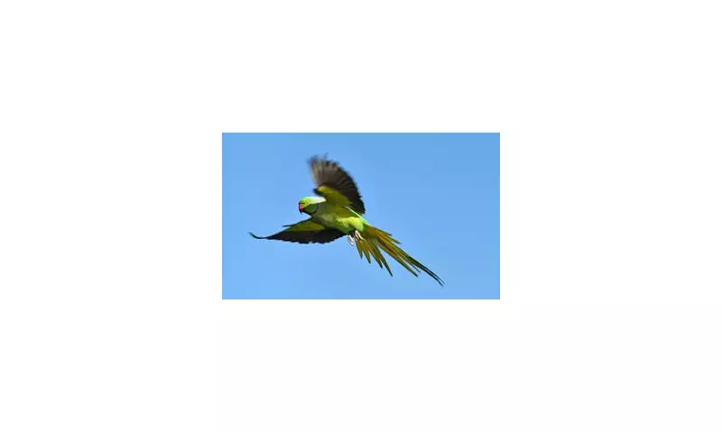 Predator Peril: Deadly Hawk Threatens London's Beloved Green Parakeet Population
