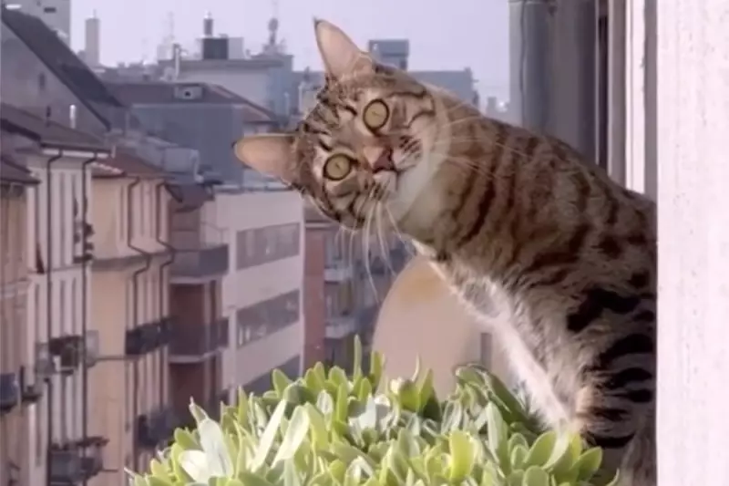 Purr-fect Cinema Experience: Cat Videos Set for Big Screen Release in UK