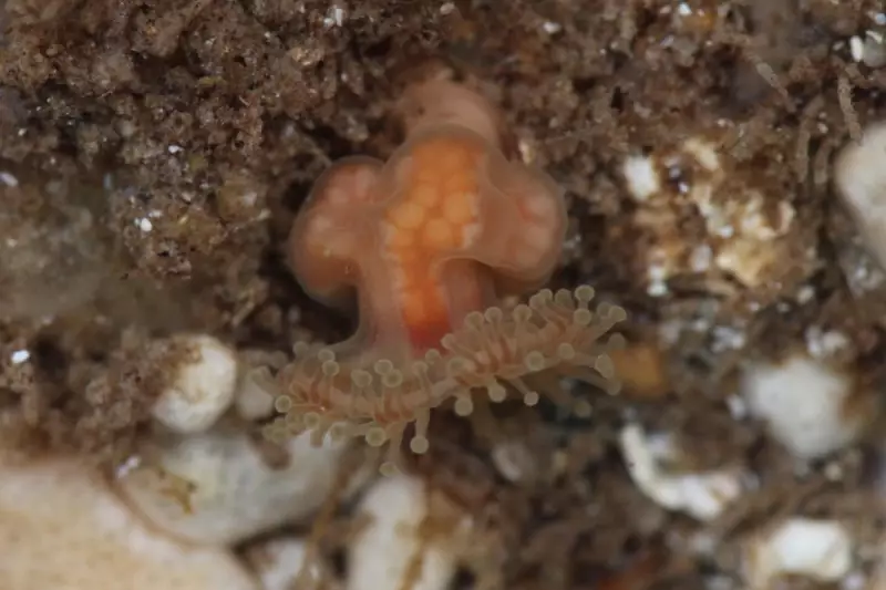 Rare 'Extinct' Jellyfish Rediscovered in Scottish Waters After 100 Years