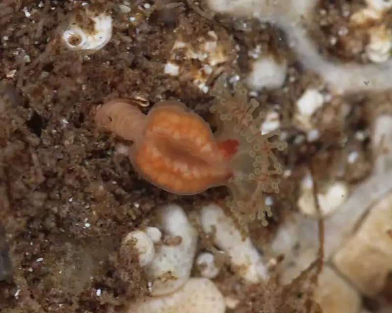 Rare Jellyfish Rediscovered in Outer Hebrides Rock Pool by Amateur Explorer