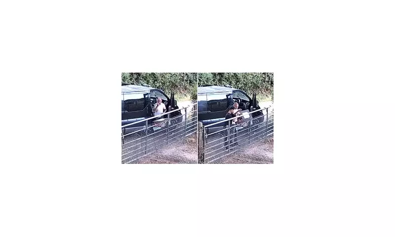 Shameless Duo Raid Honesty Box in Broad Daylight | Duck Egg Theft Caught on Camera