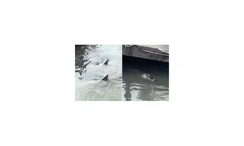 Sharks and Alligators Spotted Swimming Together in South Carolina After Hurricane Idalia