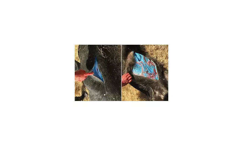 Shocking Discovery: Blue Flesh Found in Pigs Sparks Urgent Health Warning for Meat Lovers