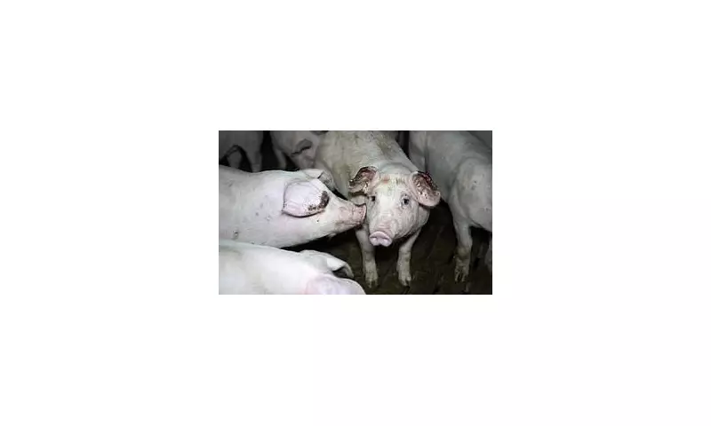 Shocking Footage Exposes Cruelty in UK Pork Farm: Piglets Terrified in Disturbing Scandal